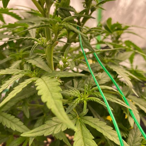 Mimosa x Orange Punch Auto growlog timeline photo
