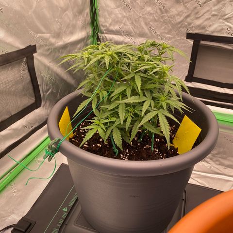 Mimosa x Orange Punch Auto growlog timeline photo