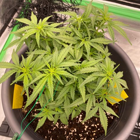 Mimosa x Orange Punch Auto growlog timeline photo