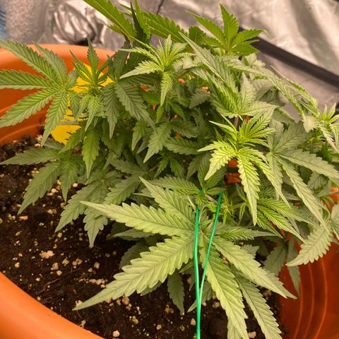 Moby Dick Auto growlog timeline photo