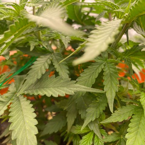 Moby Dick Auto growlog timeline photo