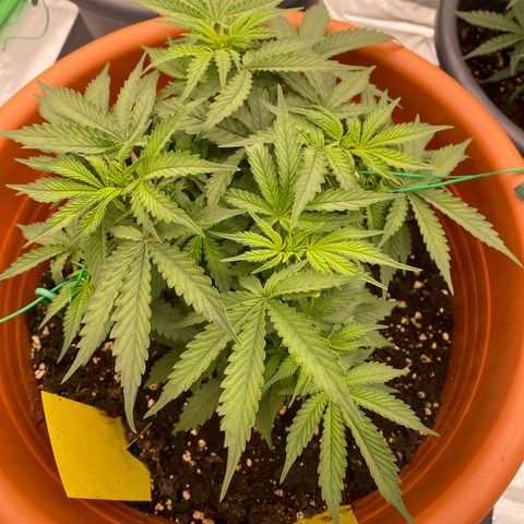 Moby Dick Auto growlog timeline photo