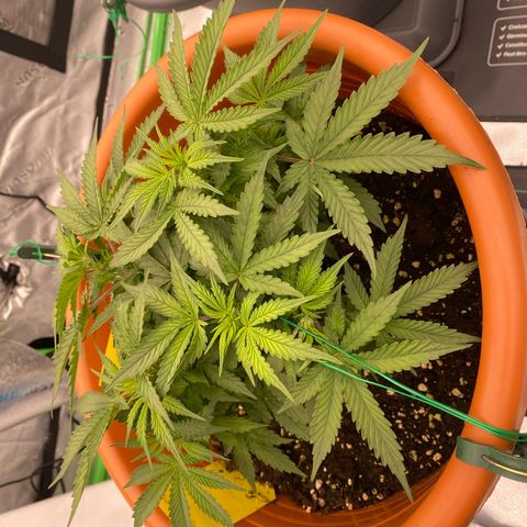 Moby Dick Auto growlog timeline photo