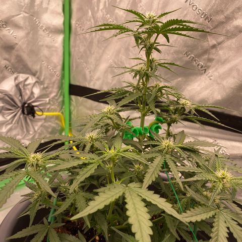 Glue Gelato Auto growlog timeline photo