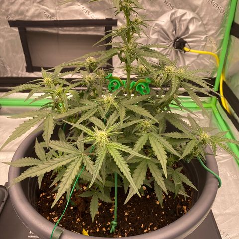 Glue Gelato Auto growlog timeline photo