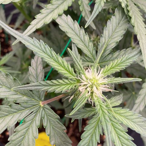 Glue Gelato Auto growlog timeline photo