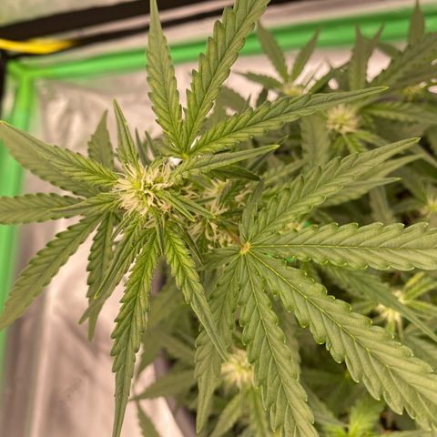 Glue Gelato Auto growlog timeline photo