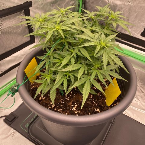 Mimosa x Orange Punch Auto growlog timeline photo