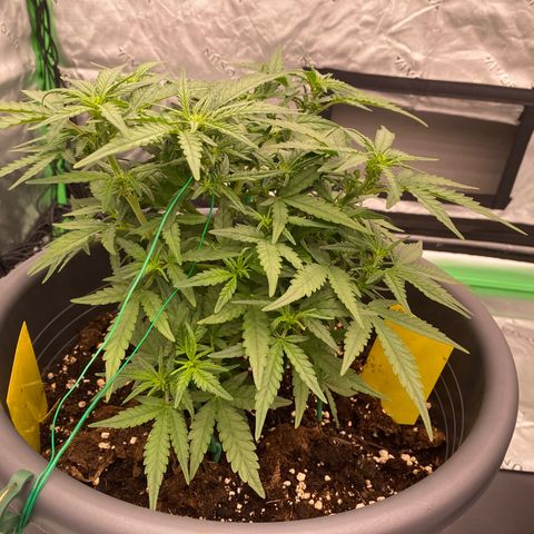 Mimosa x Orange Punch Auto growlog timeline photo