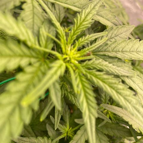 Mimosa x Orange Punch Auto growlog timeline photo