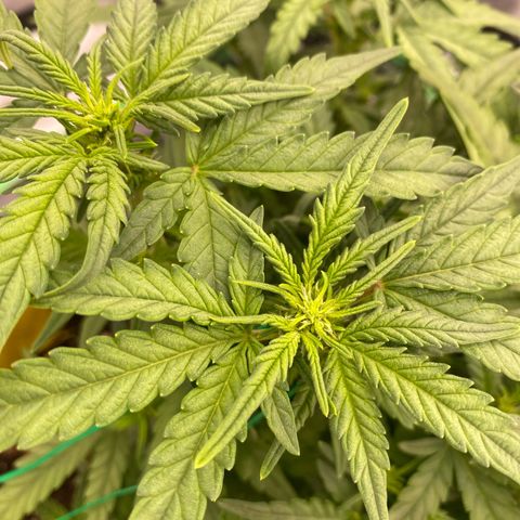 Mimosa x Orange Punch Auto growlog timeline photo