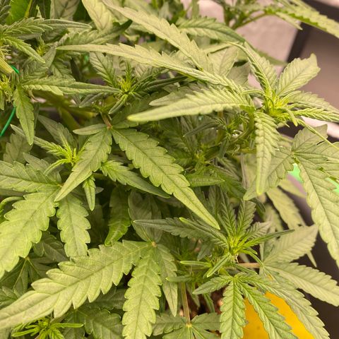 Mimosa x Orange Punch Auto growlog timeline photo