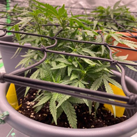 Mimosa x Orange Punch Auto growlog timeline photo