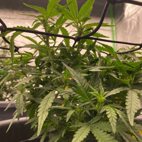 Mimosa x Orange Punch Auto growlog timeline photo