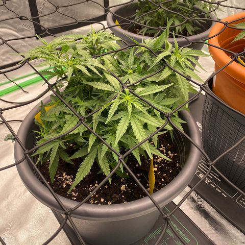 Mimosa x Orange Punch Auto growlog timeline photo