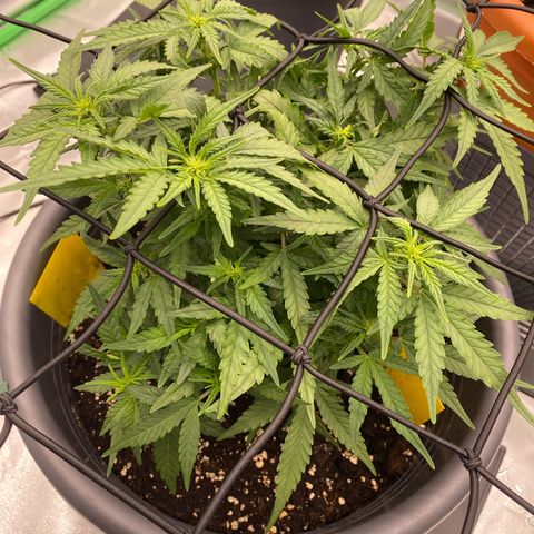 Mimosa x Orange Punch Auto growlog timeline photo