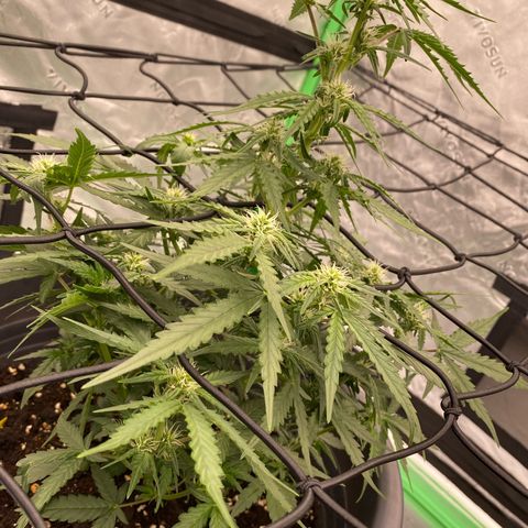 Glue Gelato Auto growlog timeline photo
