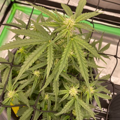 Glue Gelato Auto growlog timeline photo