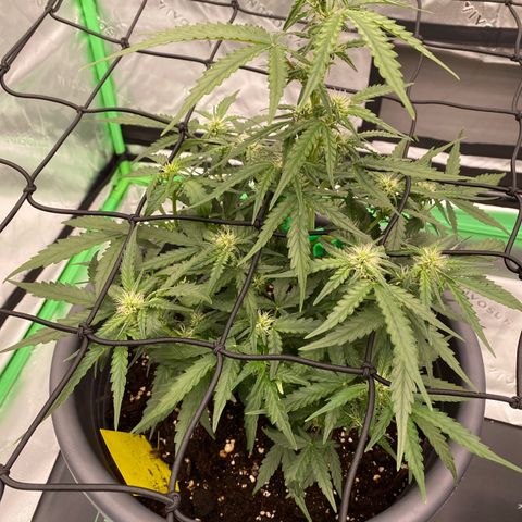 Glue Gelato Auto growlog timeline photo