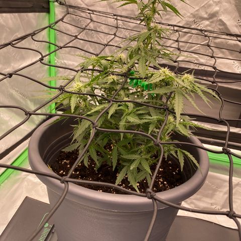 Glue Gelato Auto growlog timeline photo