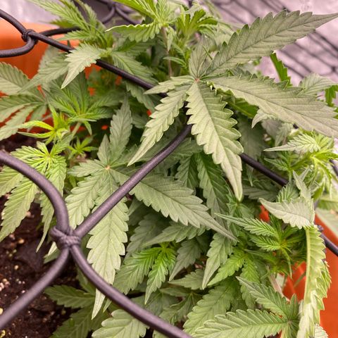 Moby Dick Auto growlog timeline photo