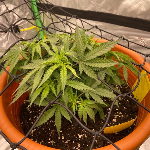 Moby Dick Auto growlog timeline photo