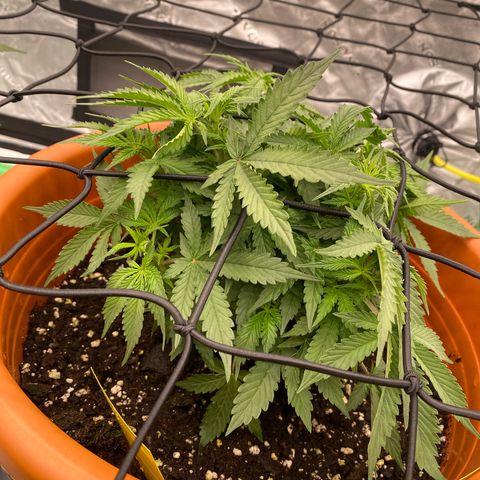 Moby Dick Auto growlog timeline photo