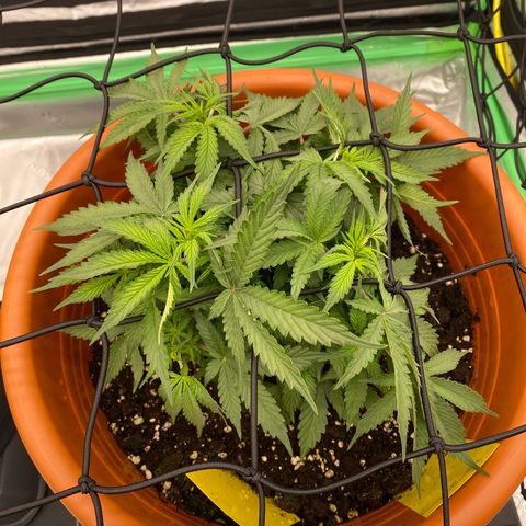 Moby Dick Auto growlog timeline photo