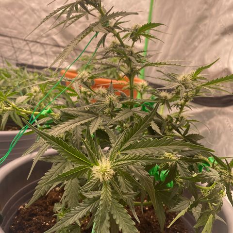 Glue Gelato Auto growlog photo: LST