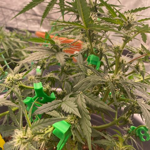 Glue Gelato Auto growlog photo: LST
