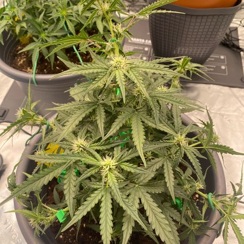 Glue Gelato Auto growlog photo: LST