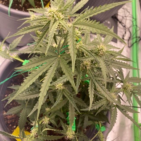Glue Gelato Auto growlog photo: LST