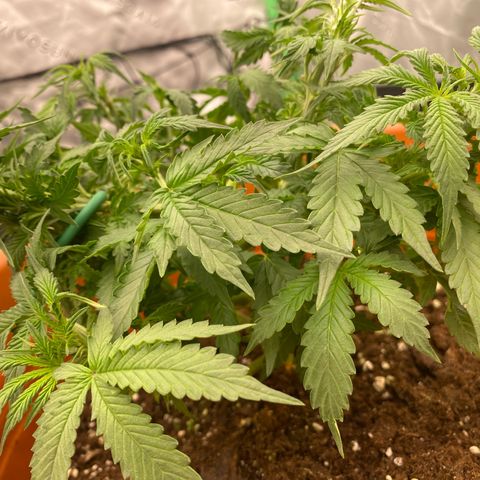 Moby Dick Auto growlog timeline photo