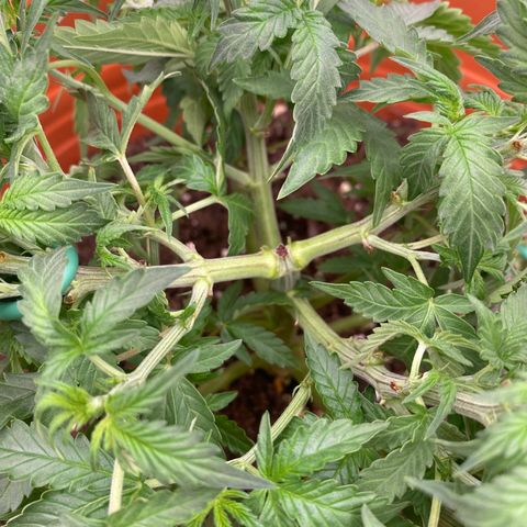 Moby Dick Auto growlog timeline photo