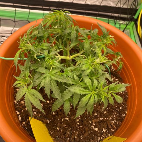 Moby Dick Auto growlog timeline photo