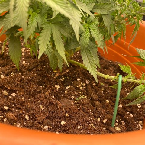 Moby Dick Auto growlog timeline photo