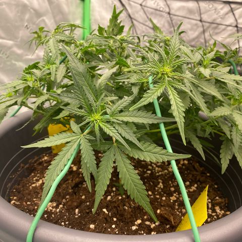 Mimosa x Orange Punch Auto growlog timeline photo