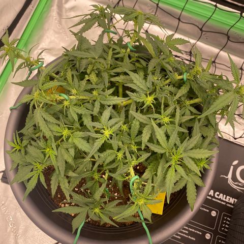 Mimosa x Orange Punch Auto growlog timeline photo