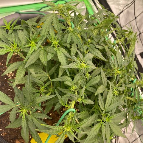 Mimosa x Orange Punch Auto growlog timeline photo