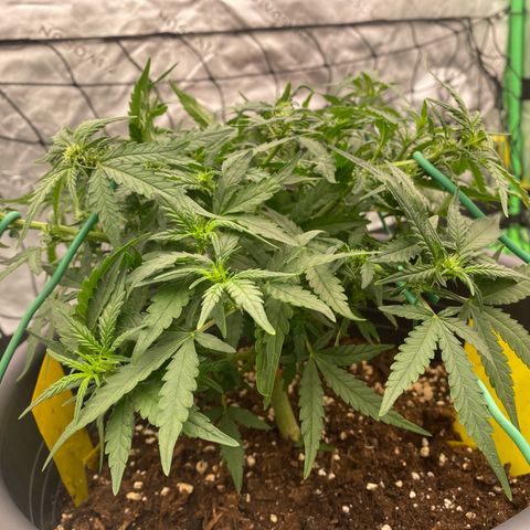 Mimosa x Orange Punch Auto growlog timeline photo