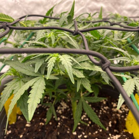 Mimosa x Orange Punch Auto growlog timeline photo