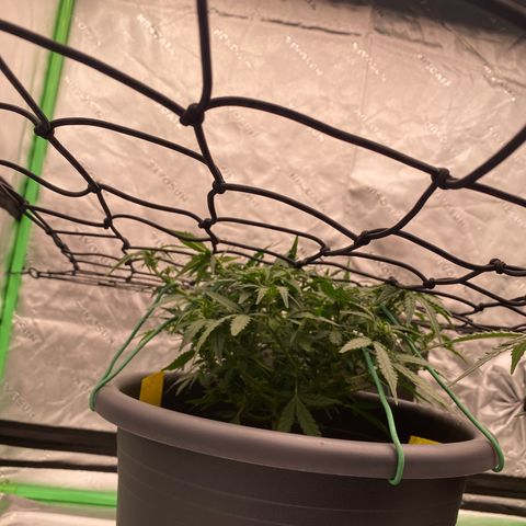Mimosa x Orange Punch Auto growlog timeline photo