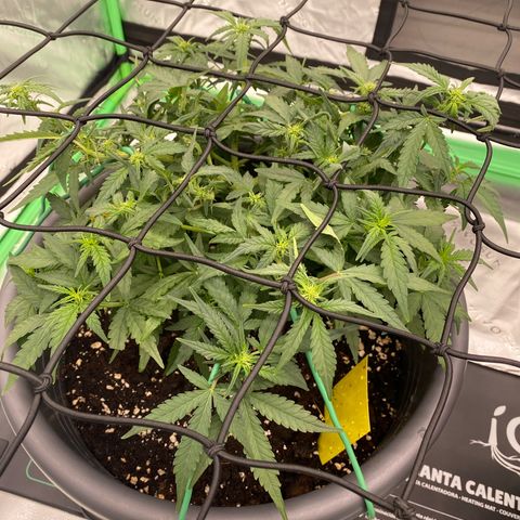Mimosa x Orange Punch Auto growlog timeline photo