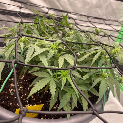 Mimosa x Orange Punch Auto growlog timeline photo