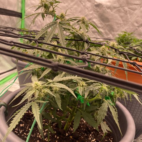 Glue Gelato Auto growlog timeline photo