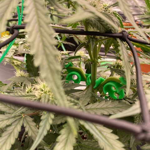 Glue Gelato Auto growlog timeline photo