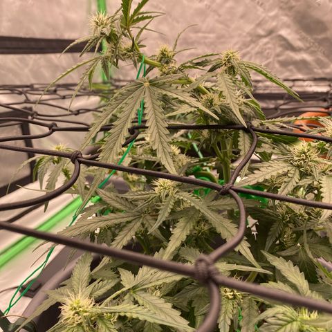 Glue Gelato Auto growlog timeline photo
