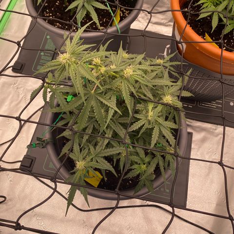 Glue Gelato Auto growlog timeline photo