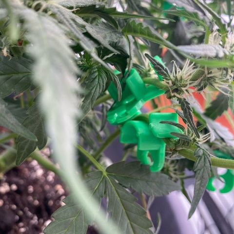 Glue Gelato Auto growlog timeline photo