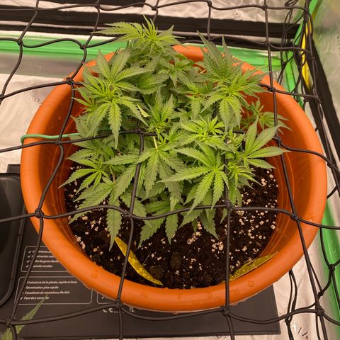 Moby Dick Auto growlog timeline photo